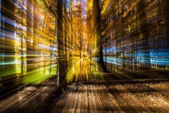 2015_11_Herbstwald_bearbeitet_28100_von_229