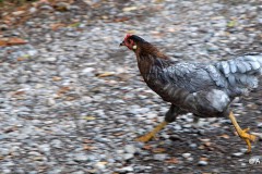 Anna_Singer_glueckliches_Huhn