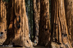 J_rgen_Bochynek-Im_Wald_der_Giganten
