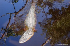 Rainer_Hergenroether_Alligator-in-Florida