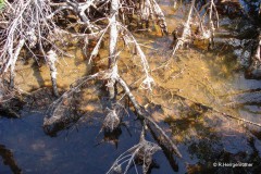 Rainer_Hergenroether_in-den-Everglades