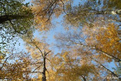 Alex_Pelka_Herbstwald_von_unten