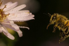 Christine_Thelen_Unterwegs_zur_Herbstaster