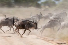 Franz_Hohnheiser_Gnus
