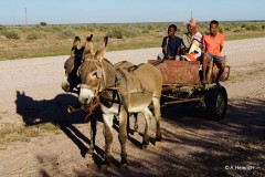 Heinrich-Kalahari-Ferrari-Express