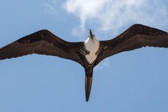 J_rgen_Bochynek_Fregattvogel