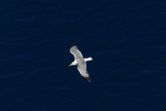 alex_pelka_freier_Vogel_2