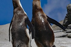 2 Pinguine auf einem Felsen, die sichtlich im Gleichschritt unterwegs sind. Man könnte sie für Saufkumpanen halten