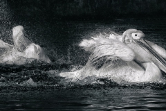 Heike_Buchborn_Splash