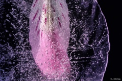 Johannes_Schmieg_Eisblume