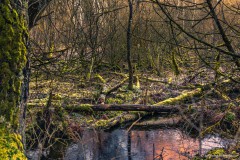 Johannes_BZ2A9634_2