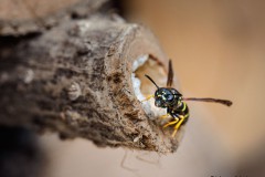 Johannes_E5_2012.06.17_0020