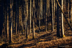 Johannes_MGL1485
