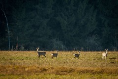 Theresia_Lohmeyer_Rehe_4-3_DSC_0692