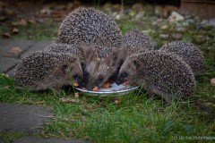 Ulrike-Hohnheiser_Mahlzeit