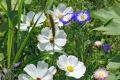 c-Alex_Pelka_Blumenwiese_VHS_hoch