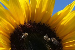 c-Alex_Pelka_Sonnenblume_VHS_hoch