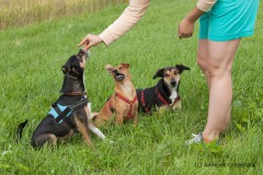 c-Annelies_Grasenack-HundeschuleMG_6926