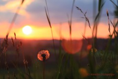 c-Annette_Alxing_Sunset_043_1_2