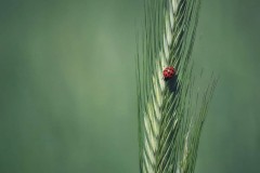 c-Annette_Klein_aber_fein_2