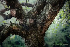 c-Cornelia_MG_0031