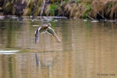 c-Reiner-Hulla_Ente-3zu2