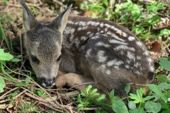 c-Theresia_Lohmeyer_Kitz_IMG_E7705