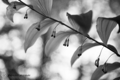 c-Theresia_Lohmeyer_Salomonsiegel_LO8_6807