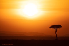Sonnenuntergang in der Masai Mara