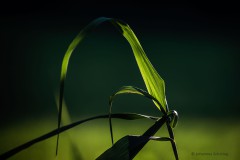 Schilfblatt