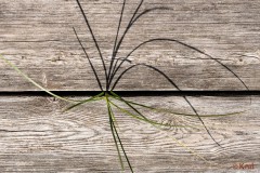 Gras auf dem Holzweg