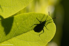 Käfer auf grünem Blatt