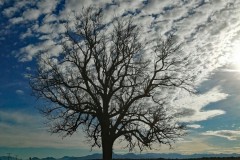 Baum mit Wolken