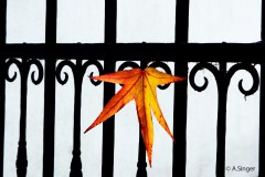 Anna_Singer_Herbst