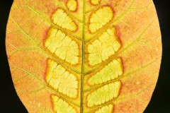 Annelies_Grasenack_Herbstfarben