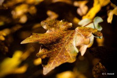 Carsten_Heinelt_Herbst-neu