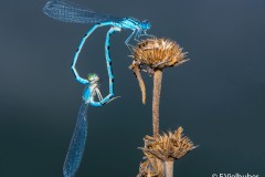 Franz_Vielhuber_-Insektenliebe