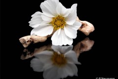 Reinhard_Neumann_Blüte_auf_Holz
