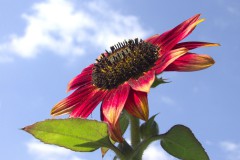 Reinhard_Neumann_Sonnenblume