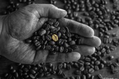 Stefan_Piontek_Kaffeebohne