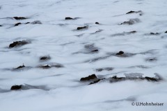 Ulrike_Hohnheiser_-Schneegemälde