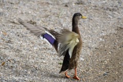 Anke_Heinrich