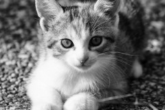 Carsten_Heinelt_Katze