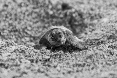 Carsten_Heinelt_Schildkroete