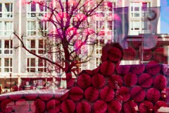 Harald_Mayerthaler_Schaufenster