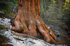 Jurgen_Bochynek_Gigant_des_Waldes