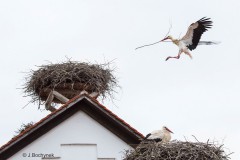 Jurgen_Bochynek_Ich_baue_Dir_ein_Nest