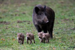 Im Ebersberger Forst 