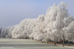 Raureif am Golfplatz