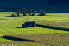 Brucker Moos